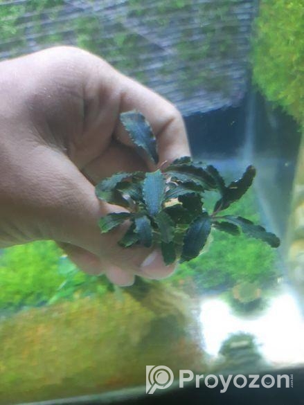 Bucephalandra Aquatic plants
