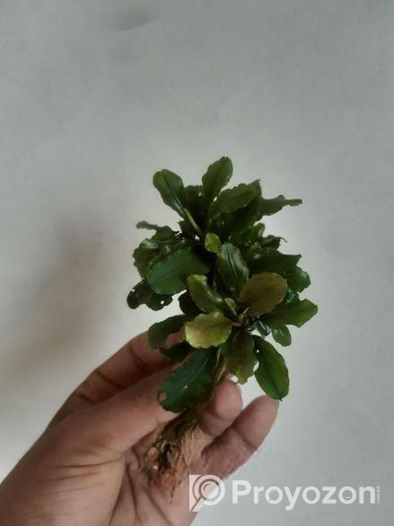Bucephalandra Aquatic plants