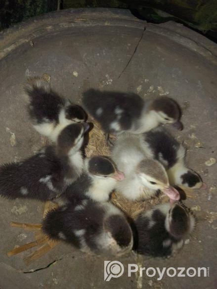 চিনা হাঁসের বাচ্চা বিক্রি