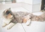 CALICO female persian