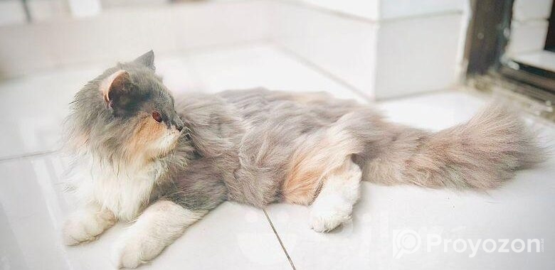 CALICO female persian