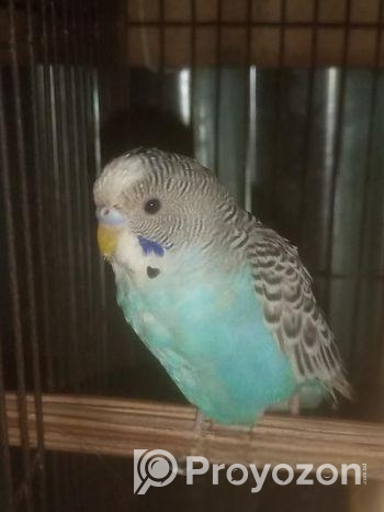 বাজিগার পাখি জোড়া