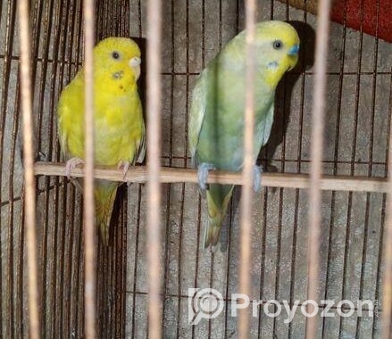 ১ জোরা বাজিগর পাখি রানিং