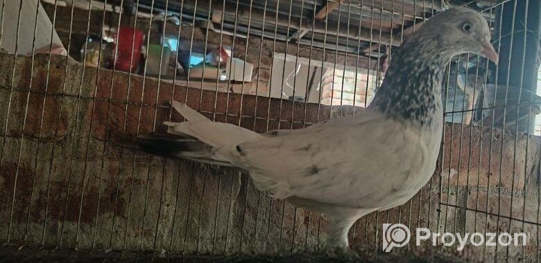 গোল্ডেন নর কবুতর