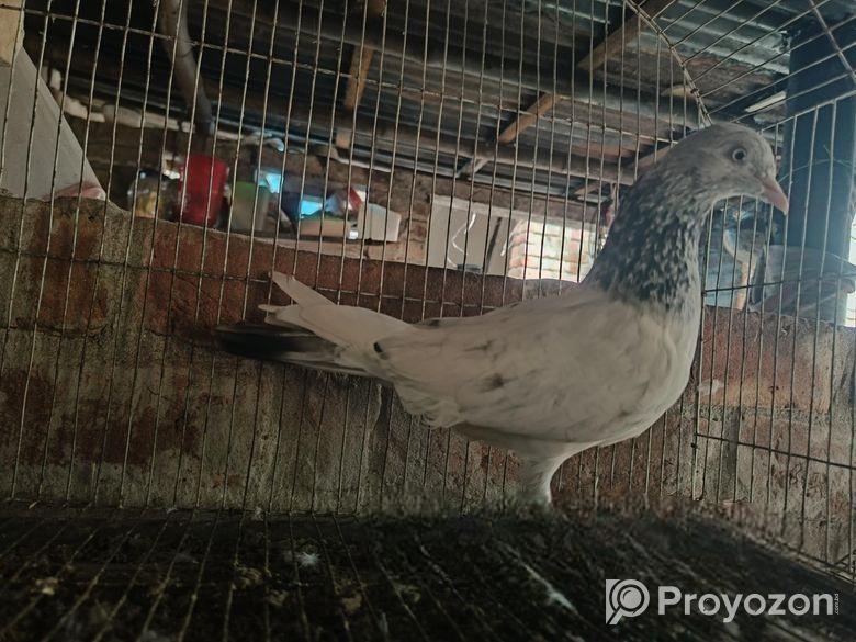 গোল্ডেন নর কবুতর