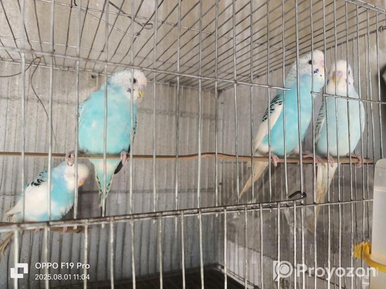 সেমি এডাল্ট বাজরিগা পাখি