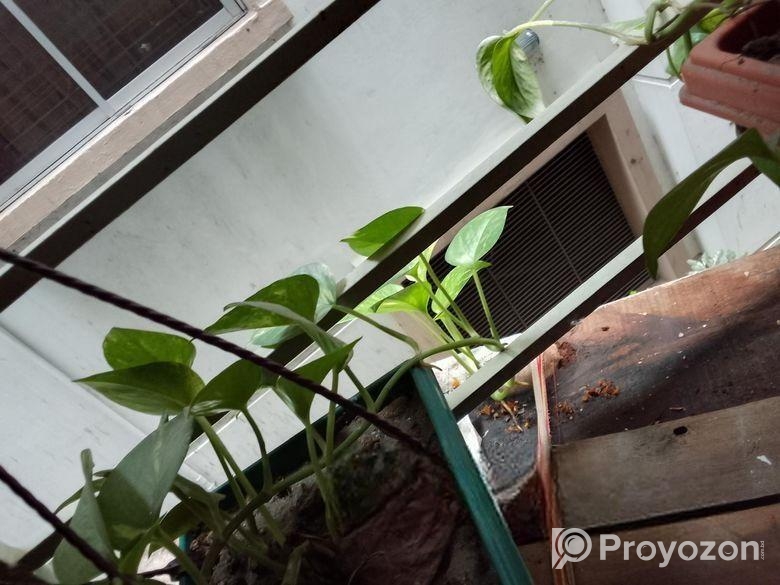 মানিপ্লান্ট