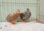 King quail baby