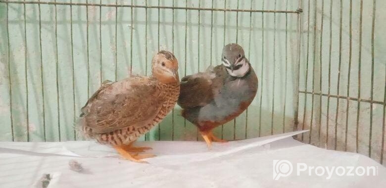 King quail baby