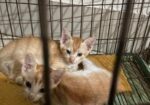 দেশি বিড়াল Adoption