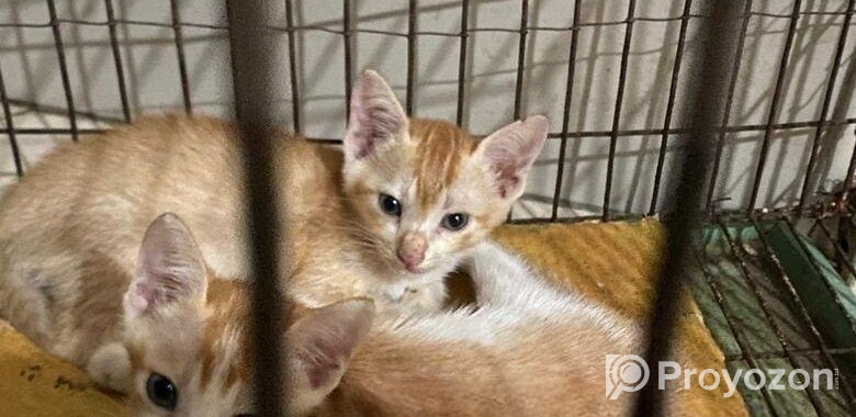 দেশি বিড়াল Adoption