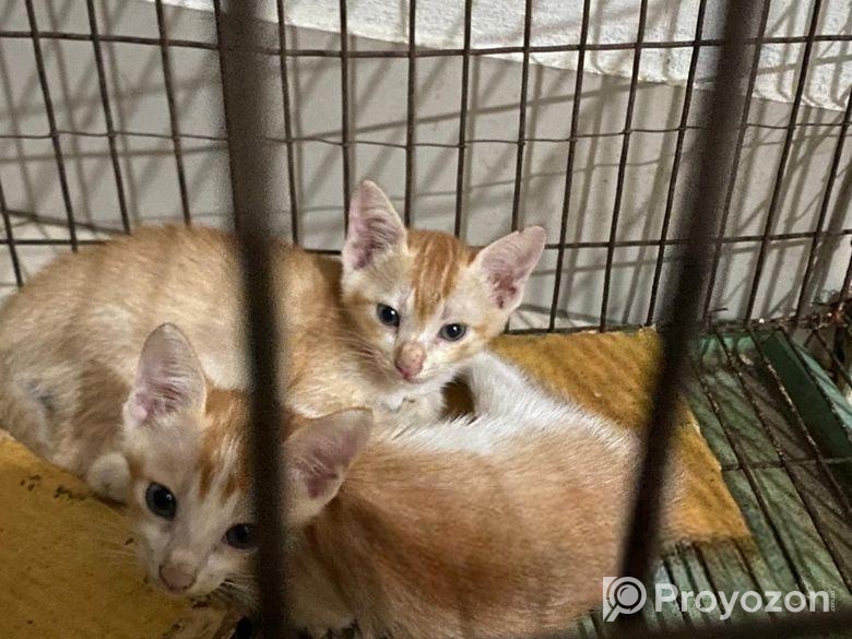 দেশি বিড়াল Adoption