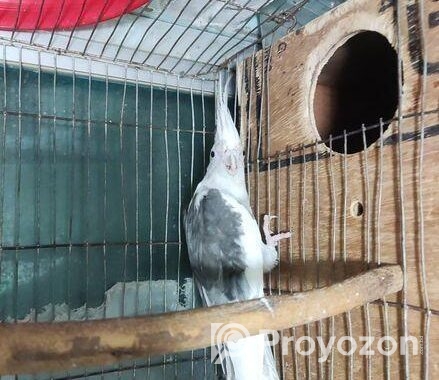 ককাটেল পাখি