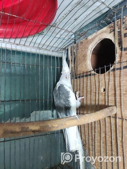 ককাটেল পাখি