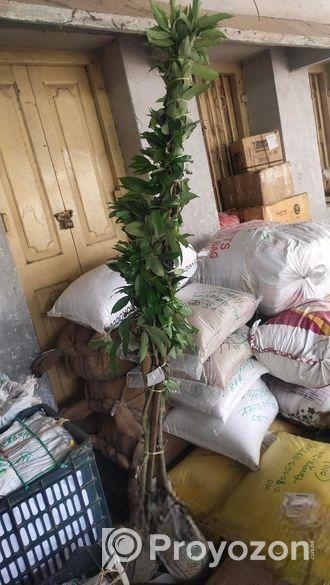 লিচু গাছ