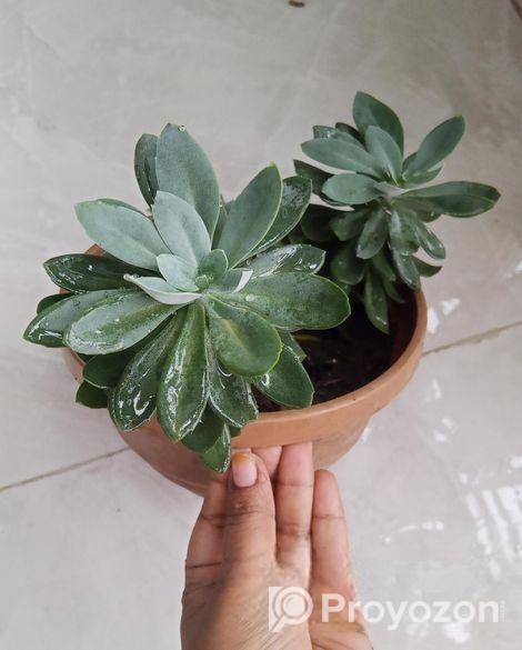 সাকুলেন্ট