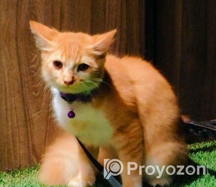 Cat Sell