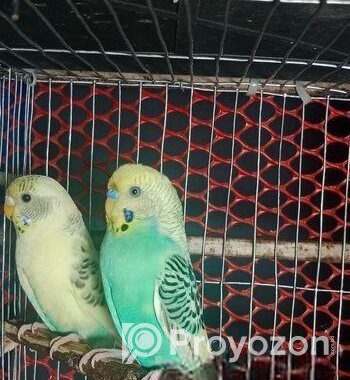 রানিং বাজিকর