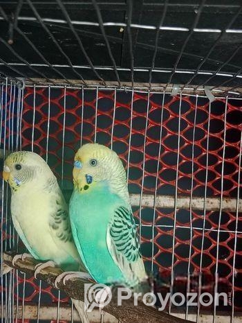 রানিং বাজিকর