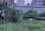 Land sale