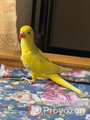 হলুদ টিয়া