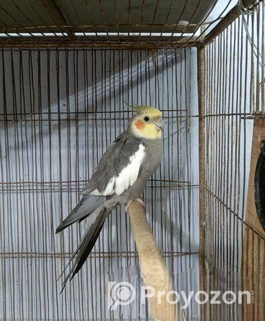 গ্রে ককাটেইল মেইল