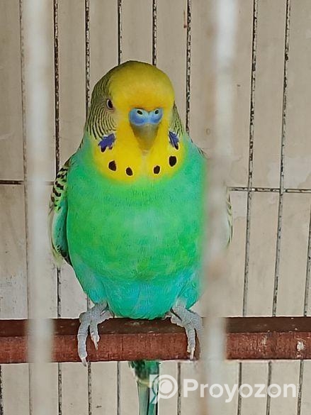 বাজিগার