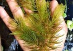 Hornwort, Denca Plant’s