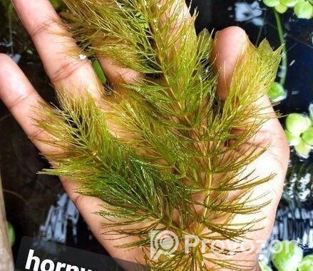 Hornwort, Denca Plant’s