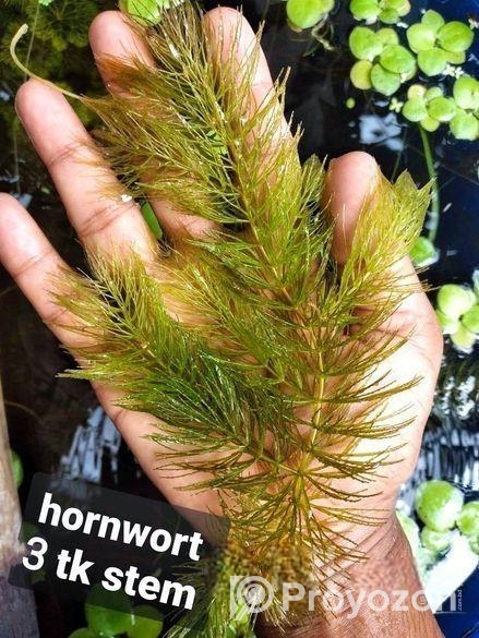 Hornwort, Denca Plant’s