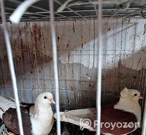 কবুতর বিক্রয়