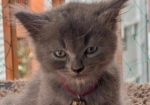 Persian Male Kitten
