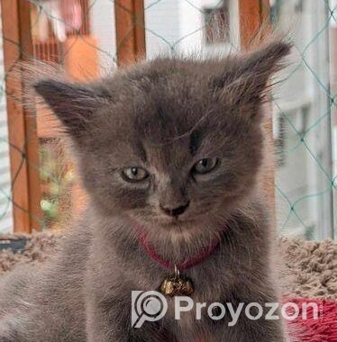 Persian Male Kitten