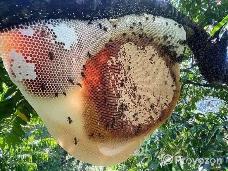 100% পিওর মধু