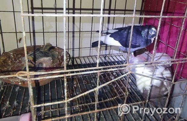 বাংলা কবুতর বাচ্চা সহ