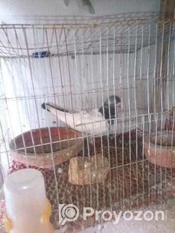 মাদি কবুতর বিক্রি হবে!!! Madi Kobutor Bikri Hobe!