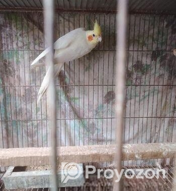 একপিস কোকাটেল মেল বিগসাইজ