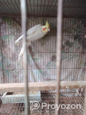 একপিস কোকাটেল মেল বিগসাইজ