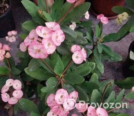 তিলোত্তমা কাটামুকুট