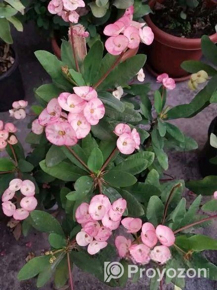 তিলোত্তমা কাটামুকুট