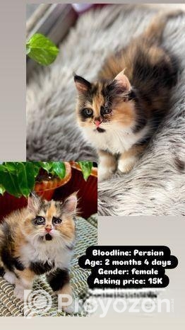 Persian Kittens For Sale