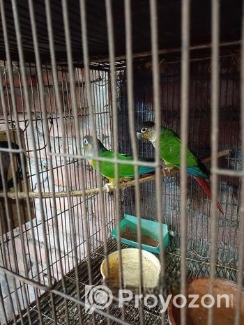 গ্ৰীণ চিক কণুই পাখি।