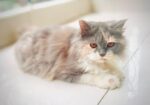 CALICO female persian