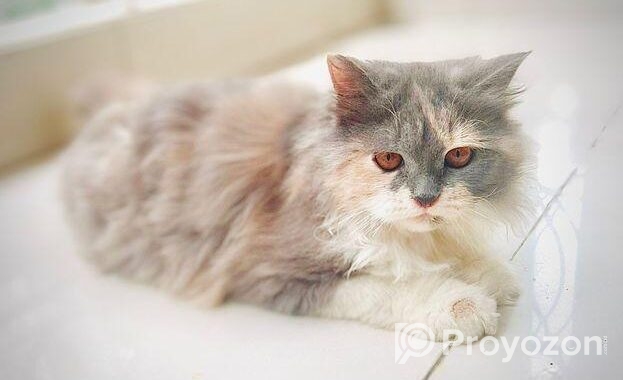 CALICO female persian