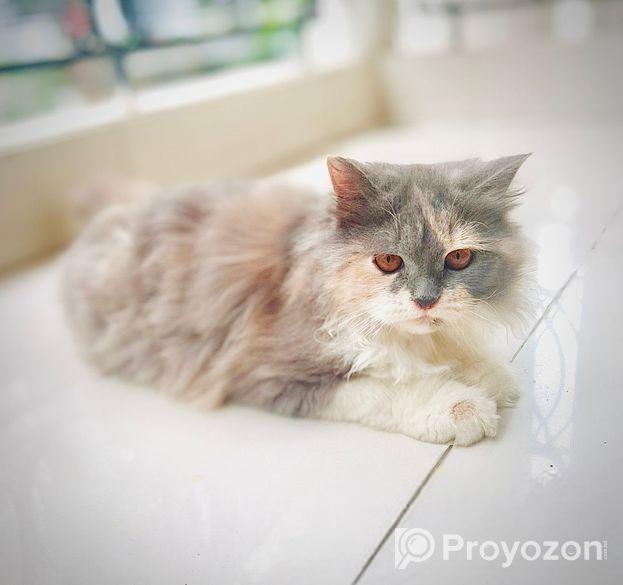 CALICO female persian