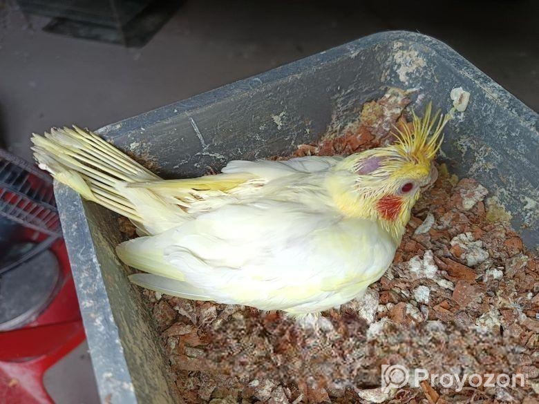 টেম সাইজ লুটিনো ককাটেল বেবী