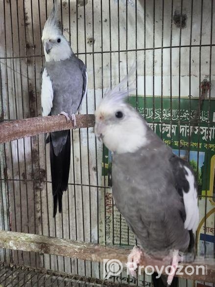 ২ পিস হোয়াইট ফেস মেইল