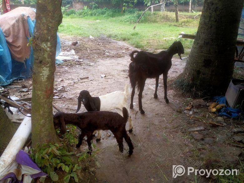 ছাগল সেল হবে।