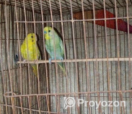১ জোরা বাজিগর পাখি রানিং