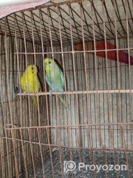 ১ জোরা বাজিগর পাখি রানিং